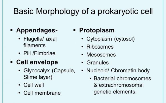 1 Figure 3.5, page 75. Points to discuss The functional anatomy