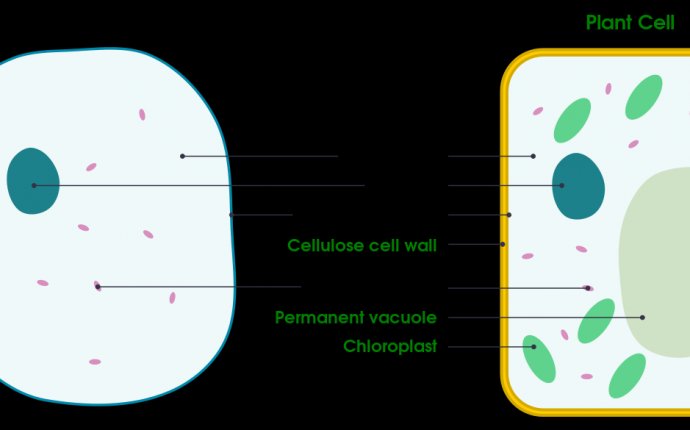 3d Eukaryotic Cell Structure - More information - hanorace.info