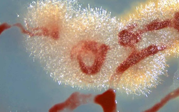 A Bacterial Platoon With Fungi Engineers - The New York Times
