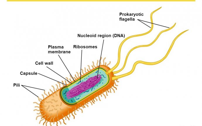 A Tour of the Cell Figures 4.4 – ppt download