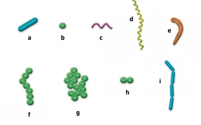 About Microbiology – Bacteria