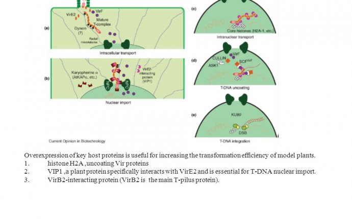 Agrobacterium-mediated transformation of rice - ppt download