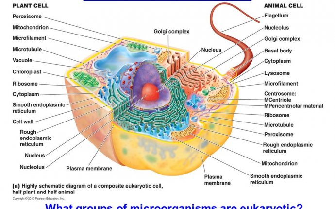 ANATOMY of PROKARYOTIC and EUKARYOTIC CELLS - ppt download