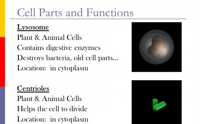 Animal Cell Cytoplasm Components And Function - front yard
