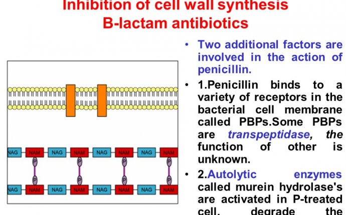 Antibiotics. - ppt download