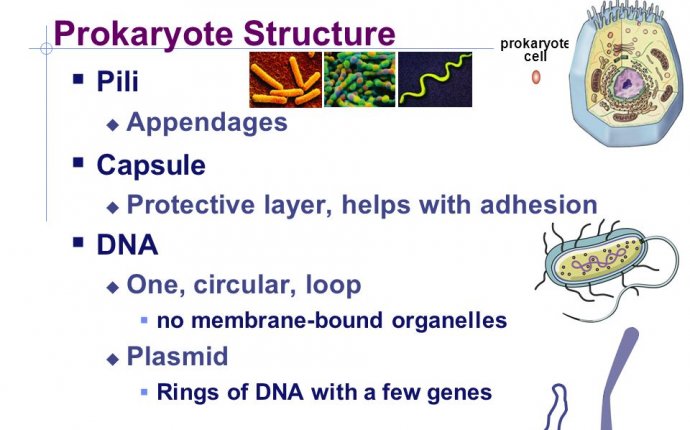 AP Biology Prokaryotes Domain Bacteria Domain Archaea Domain