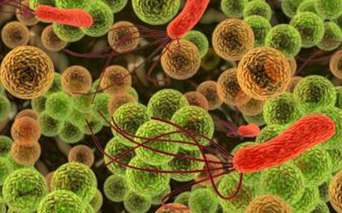 Bacteria Cell Functions | LIVESTRONG.COM