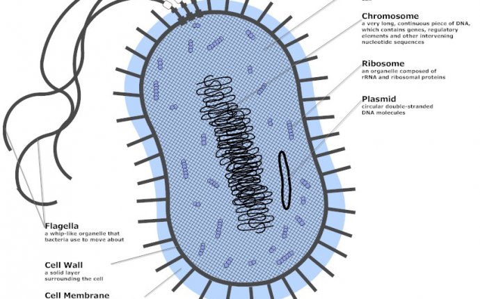Bacteria Diagram Gcse | Gallery