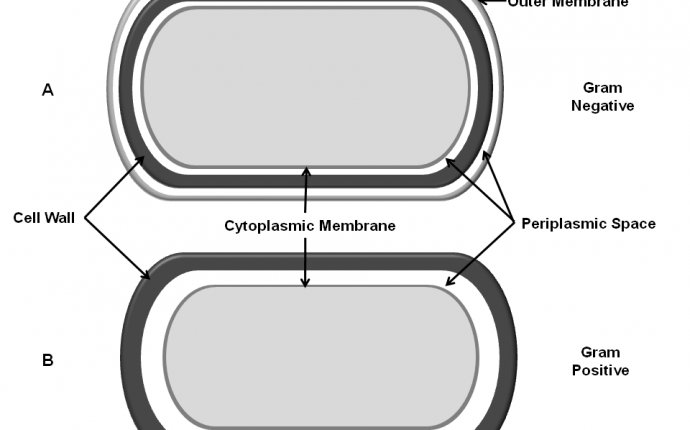 Bacteria Diagram Labeled Archives - Front Yard Landscaping Ideas