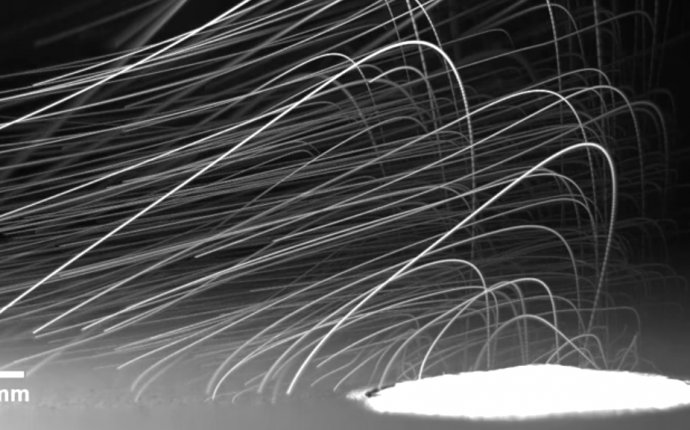 Bacteria : NPR