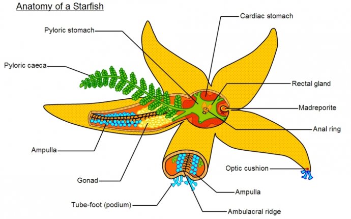 Bacterial Cell Diagram Without Labels | Club