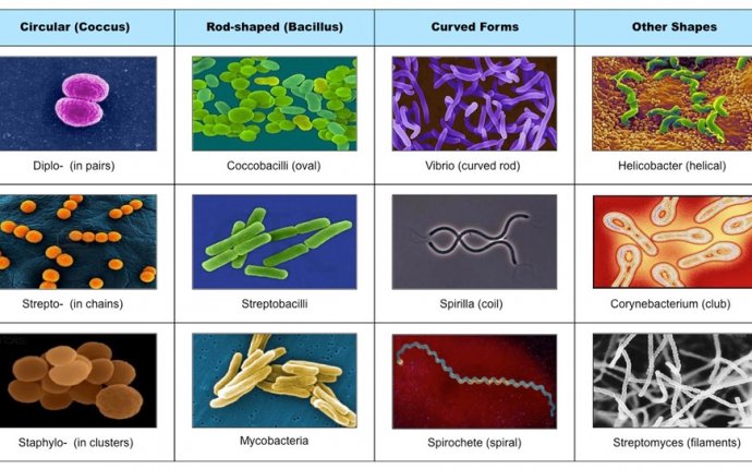 Bacterial cell morphology and arrangement - Google Search