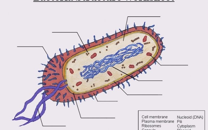 Bacterial Cell Structure Diagram Pictures to Pin on Pinterest