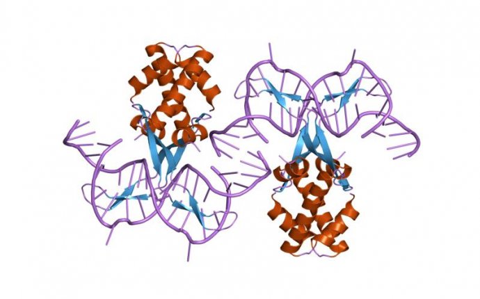 Bacterial DNA binding protein - Wikipedia