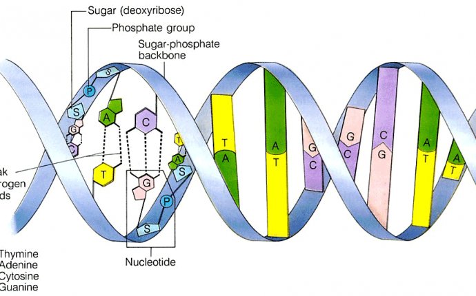 Bacterial Dna Structure on Quotesfab.com