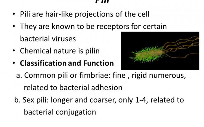 Bacterial Morphology and Structure - ppt download