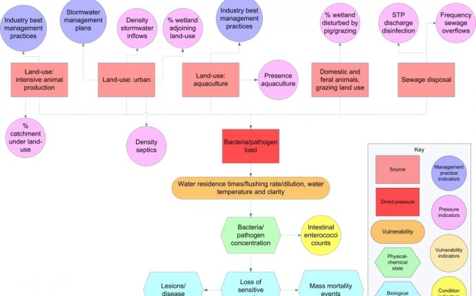 Bacteria Taxonomy Chart