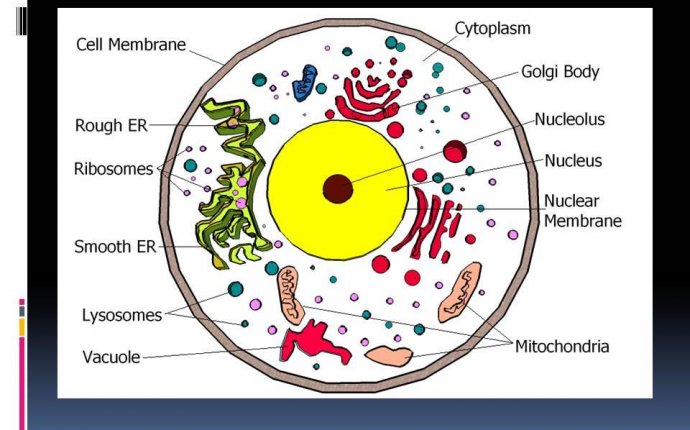 BIO MCB2 Study Guide (2013-14 Gantar) - Instructor Gantar at