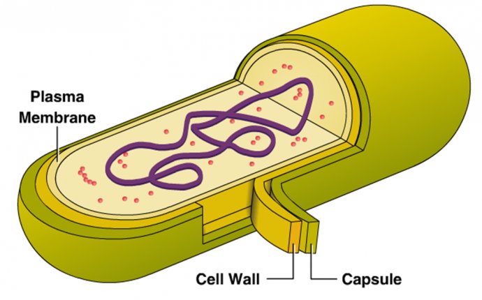 BIOL 1124 - Week 4 - Henthorn - Biology 1124 with Broughton at