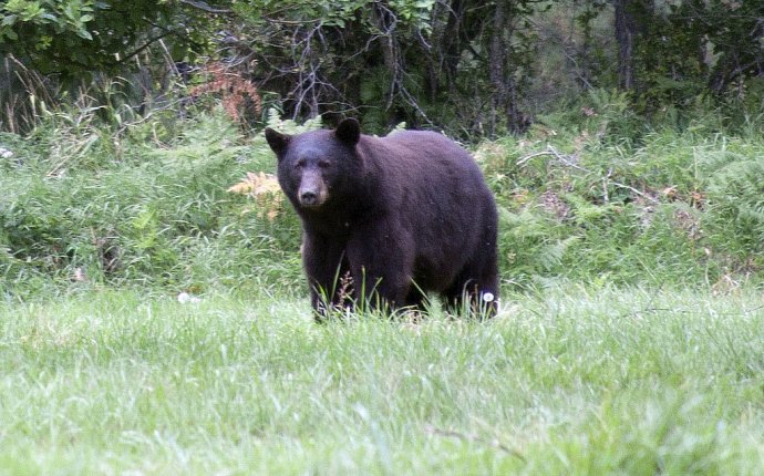 Black Bear, North Cascades National Park, Washington (pinned by