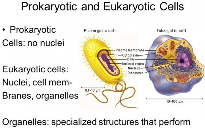 Blood cells. AIM: Why do cells look different? Prokaryotic and