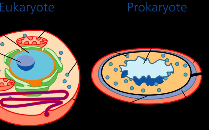 Cell (biology) - Wikipedia