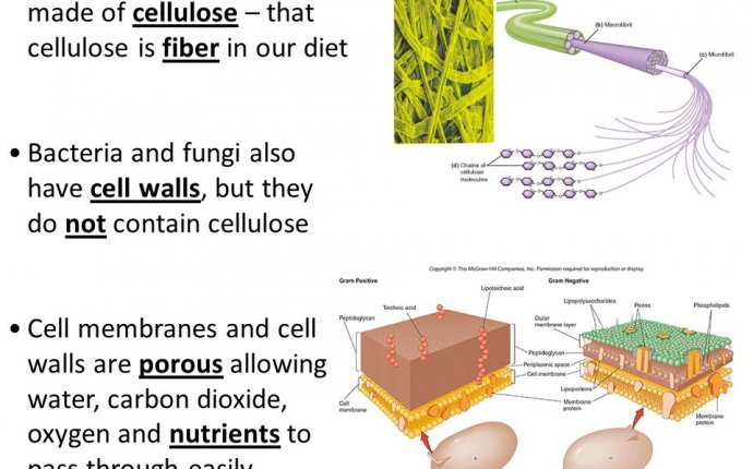 Cell Membrane (Transport) Notes Cell Membrane and Cell Wall: ALL