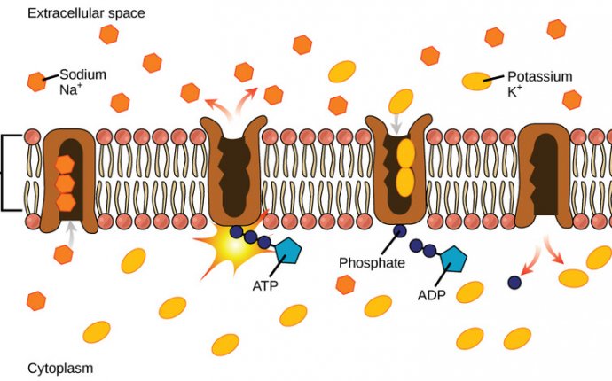 Cell Structure of Bacteria, Archaea, and Eukaryotes | Microbiology