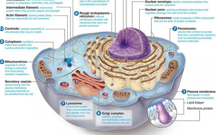 Cell structure | Organisation of the Human Body | Pinterest | Cell