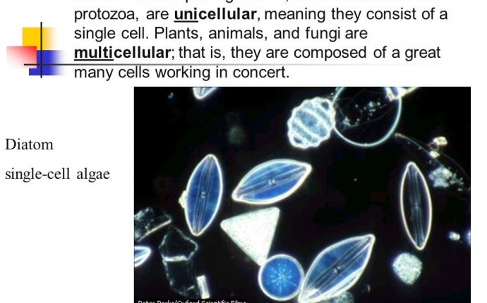 Cell Theory All living things are composed of one or more cells