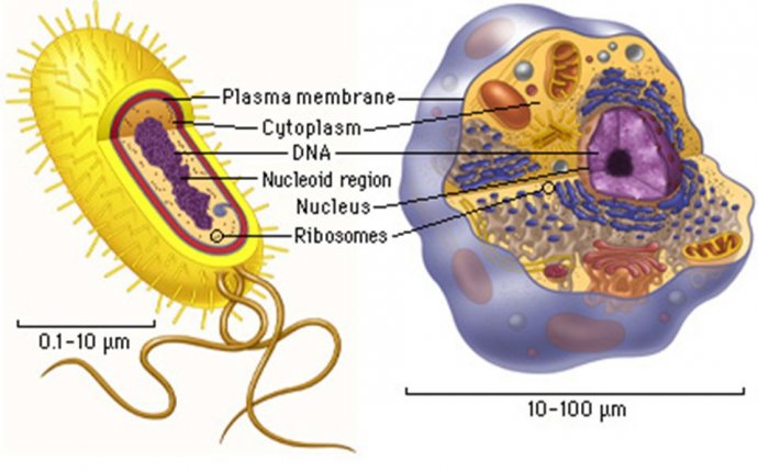 Cells & Cell Organelles Ms. Burakiewicz Chapter ppt download