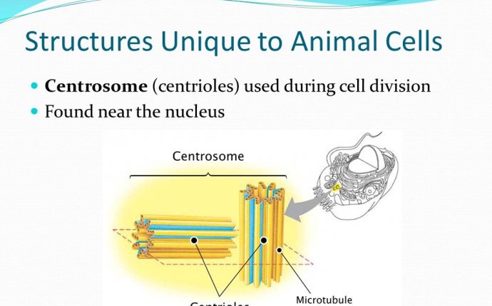 CELLS. - ppt download