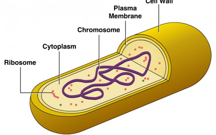 Cellular Structure of Bacteria ~ Zero-Infections