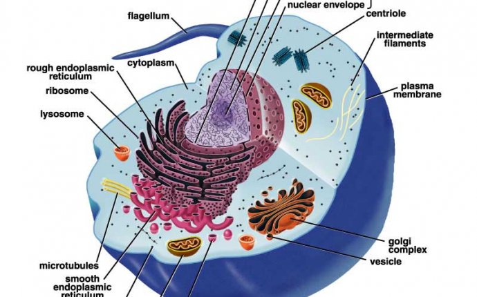 Cytoskeleton Plant Cell Labeled 33491 | RIMEDIA