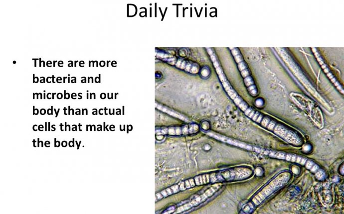 Daily Trivia There are more bacteria and microbes in our body than
