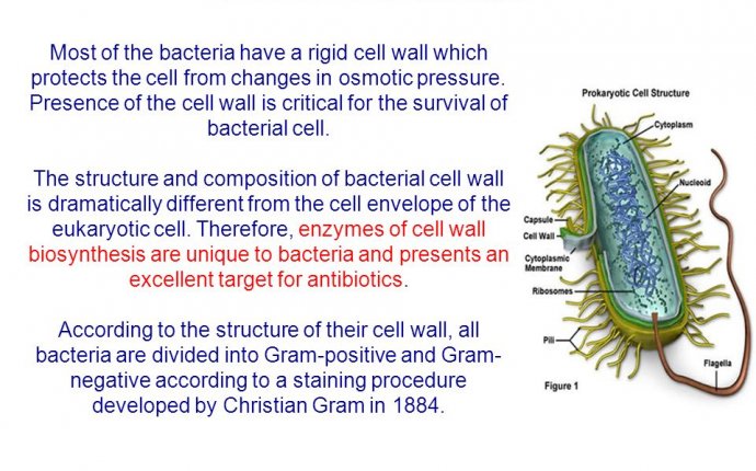 Definition of antibiotics - ppt download
