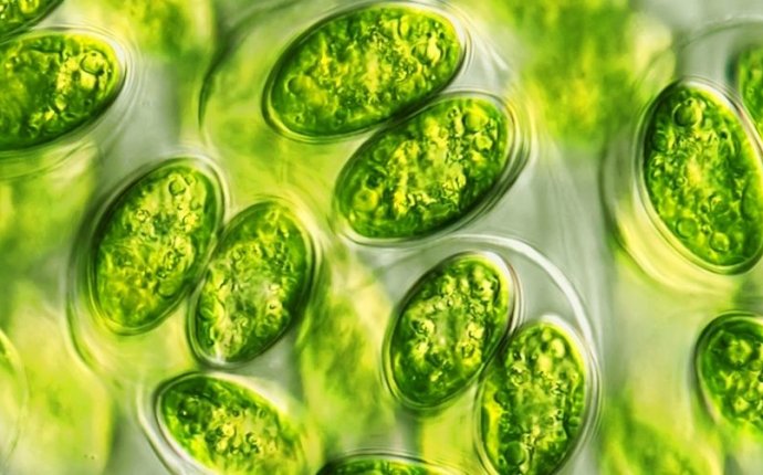 Ecoduna | Microorganisms: Algae & Co