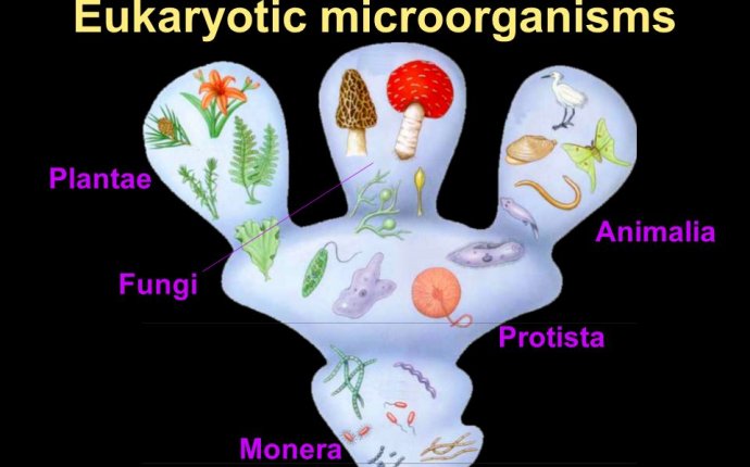 Eukaryotic microorganisms - ppt download