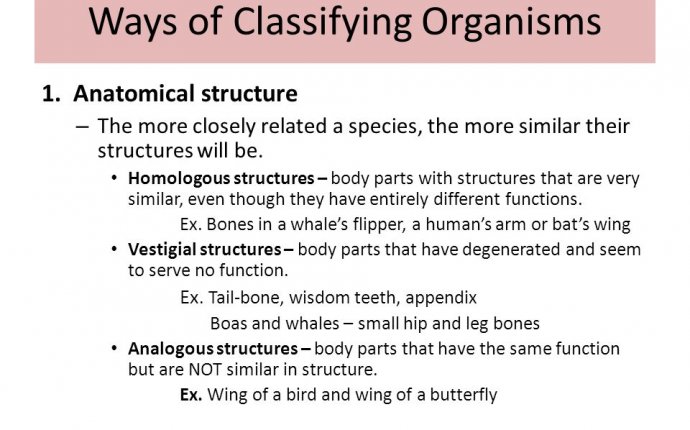 Evolution and Biodiversity - ppt download