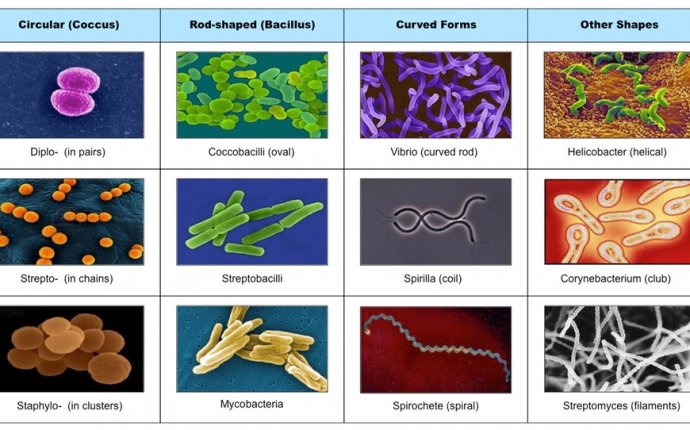 F1 Diversity of Microbes | BioNinja