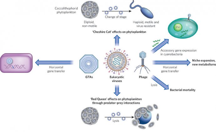 Figure 1 : Viruses manipulate the marine environment : Nature
