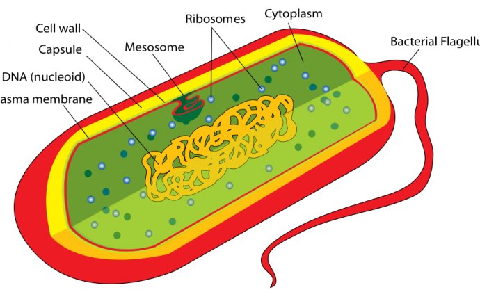 File:Prokaryote cell diagram.svg - Wikipedia