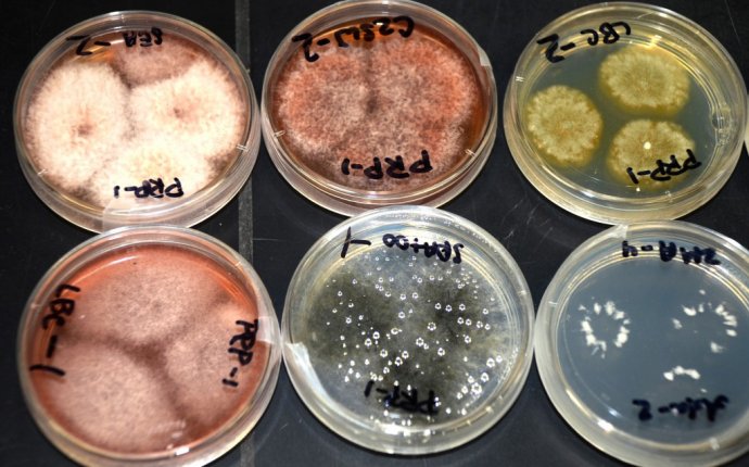 Fungi Archives - Citizen Science Salon : Citizen Science Salon