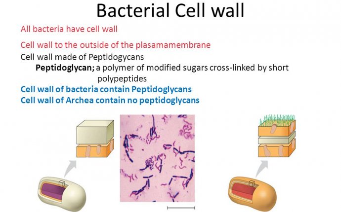 General Characteristics: * Earliest organisms on Earth - ppt download