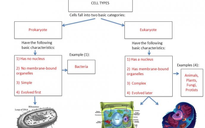 HISTORY OF CELL DISCOVERY Merchants Used hand lenses to assess