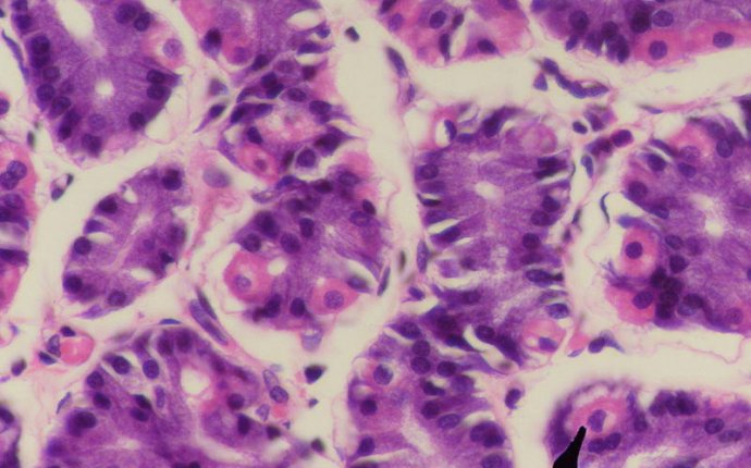 Human Cell Diagram, Parts, Pictures, Structure and Functions