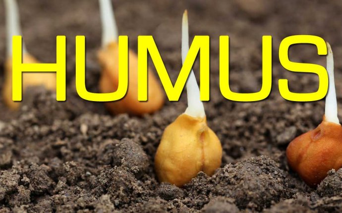 Humus Rich Soil: A Garden Foundation