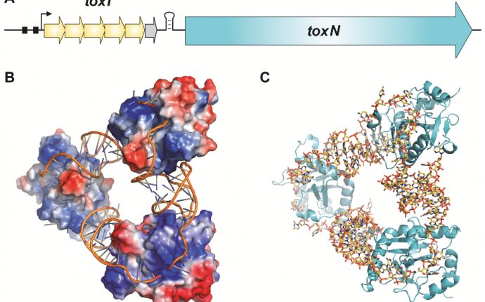 Identification and classification of bacterial Type toxin