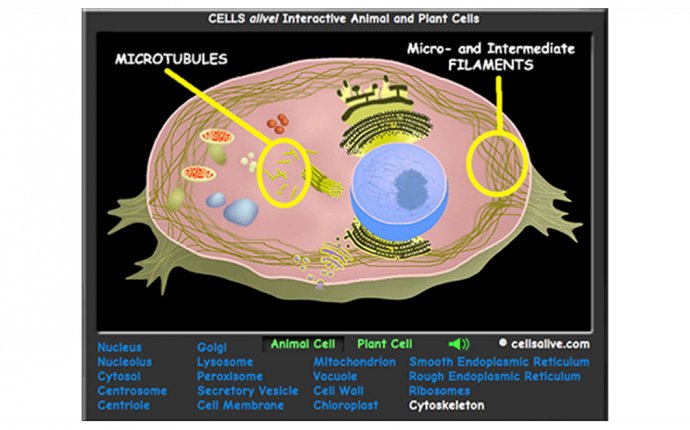 Interactive Cell Models
