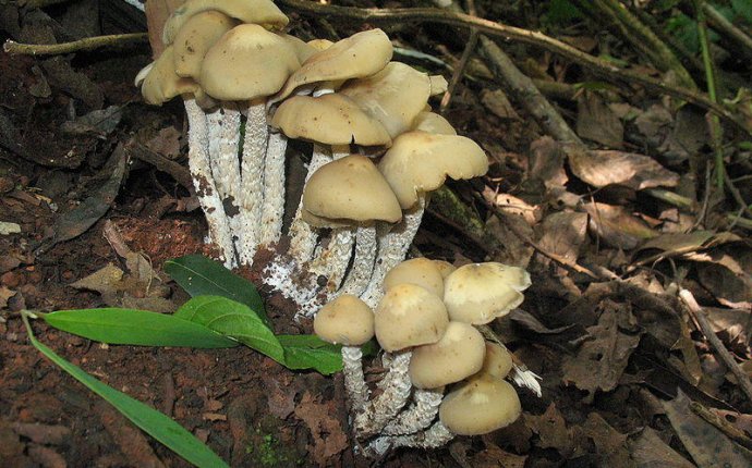 Kingdom Fungi – Types, Characteristics, Examples and Pictures of